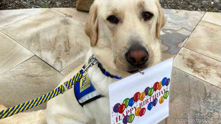 Happy Birthday Penguin! Pittsburgh Today Live’s First Pup Turns 2-Years-Old