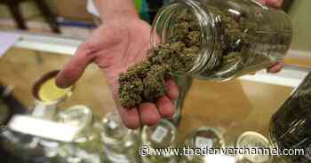 Loosened regulations on medical marijuana research could provide advances in treatment - The Denver Channel