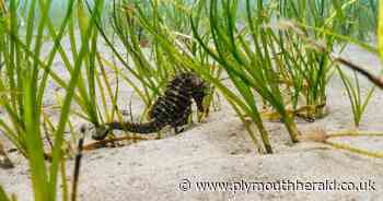Rare long-snouted seahorse found off coast of Plymouth - in pictures - Plymouth Live