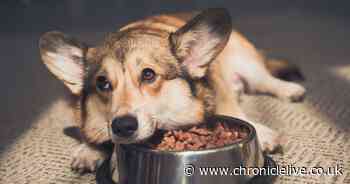 Nine reasons why your dog could be a fussy eater