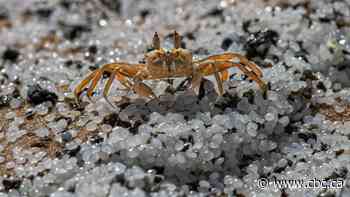 Some climate change fixes could drive extinctions, UN warns