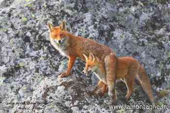 Environnement - Le renard doit-il encore être classé nuisible dans le Puy-de-Dôme ? - La Montagne