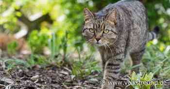 Kreisbauernverband Daun gibt Empfehlungen zur Kastrationspflicht - Trierischer Volksfreund