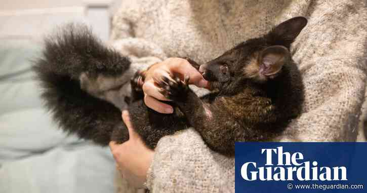 Hello possum: the New Zealanders who keep wild marsupials as pets