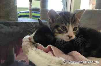 Tierheim Bamberg versorgt Katzenbabys nach Horror-Brand in Münnerstadt - inFranken.de