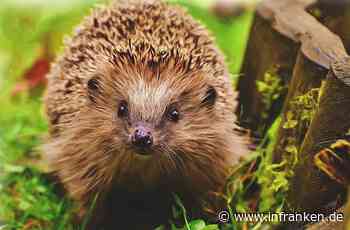 Bamberg: Tödliche Gefahr für Igel durch Mähroboter- das rät der Bund Naturschutz - inFranken.de