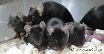 Mouse sperm on the ISS survives for almost six years, produces healthy space pups     - CNET