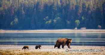 Biden Plans to Restore Protections to Tongass National Forest in Alaska - The New York Times