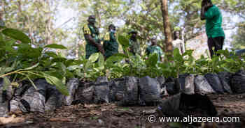‘Action time’: Ghanaians plant 5m trees to fight forest depletion - Al Jazeera English