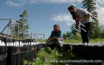 Planting a forest for a warmer Northland - Duluth News Tribune