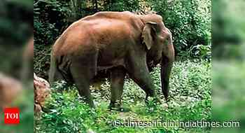 Coimbatore: Forest cover grows by 1,050 hectares - Times of India