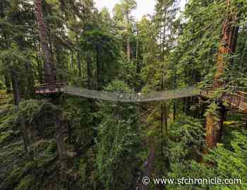 New redwood canopy boardwalk hangs 100 feet off the forest floor in Eureka - San Francisco Chronicle
