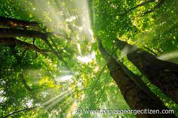 Forest policy paper gets mixed reviews - Prince George Citizen