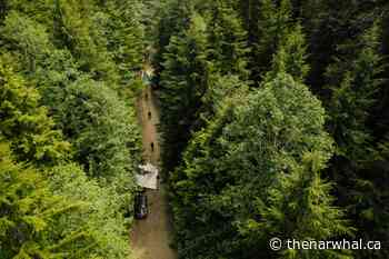 B.C. defers old-growth logging in Fairy Creek and Central Walbran upon First Nations’ request - The Narwhal