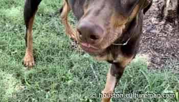 Triumphant tripawd Penelope is waiting to meet more people at Houston SPCA - CultureMap Houston