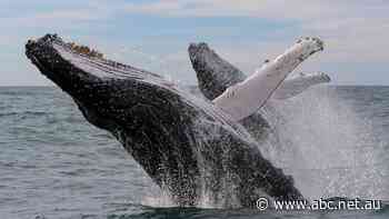 The whales are coming but will the tourism industry survive?