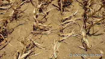 UN: Don't forget to save species while fixing global warming