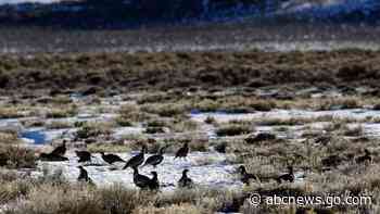 Judge blocks drilling plans in 2 states, citing bird habitat