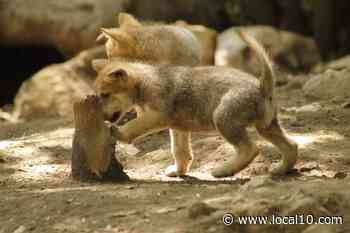 Cinco crías dan esperanza de sobrevivir al casi extinto lobo mexicano - WPLG Local 10