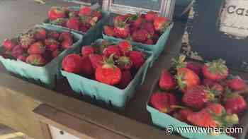 After a tough year, Wayne County farm opens for u-pick strawberry season