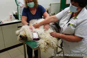 Dierenziekenhuis heeft dringend bloed nodig: “In nood geven we hondenbloed aan katten”