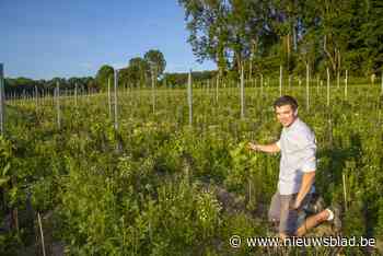 Seppe mag geen bar openen naast zijn wijngaard: “Oneerlijke concurrentie”