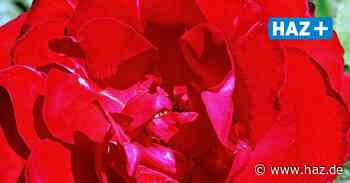 Hemmingen: Tipps für Veranstaltungen am Wochenende mit Offener Pforte - Hannoversche Allgemeine