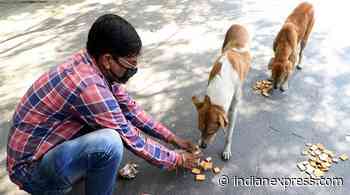 Covid lockdown: Bengaluru civic body releases Rs 15 lakh to feed stray animals - The Indian Express