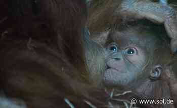 Zoo Neunkirchen: Zweites Orang-Utan-Baby in diesem Jahr geboren - sol.de