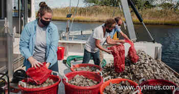 Oyster Farmers Who Feared Going Broke Brace for Summer Boom