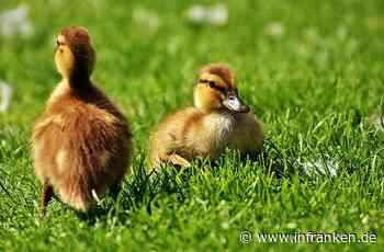 Pommersfelden: Streit um Entenküken-Kauf eskaliert - Polizei muss anrücken