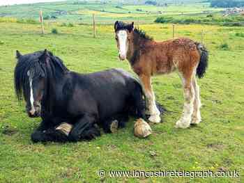 Wonders of nature as seen in and around East Lancashire