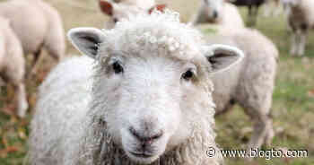 The largest sheep farm in Canada just opened near Toronto - blogTO