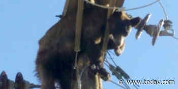 Neither bird nor plane: Bear found tangled in power line wires in Arizona