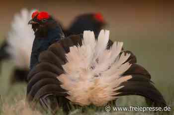 Ornithologe bangt um letzten Birkhahn - Freie Presse