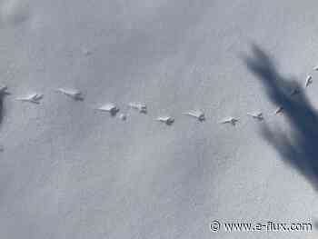 Taxonomies of Belonging - Architecture - E-Flux