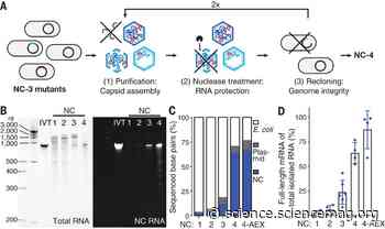 Evolution of a virus-like architecture and packaging mechanism in a repurposed bacterial protein - Science Magazine