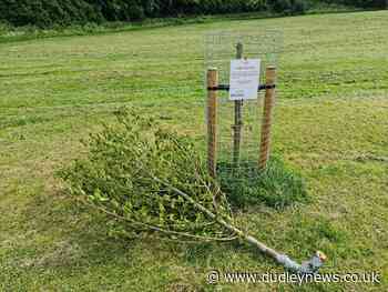 Appeal issued after vandals snap new trees in Dudley in half - Dudley News