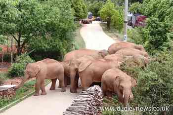 China's wandering elephants on the move again - Dudley News