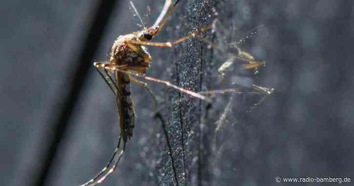 Mückenforscher: Bald schlüpfen sie zu Milliarden