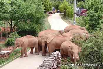 China's wandering elephants on the move again - St Helens Star