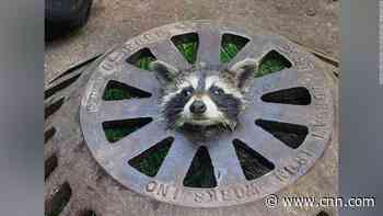 Baby raccoon stuck in sewer cover freed by firefighters