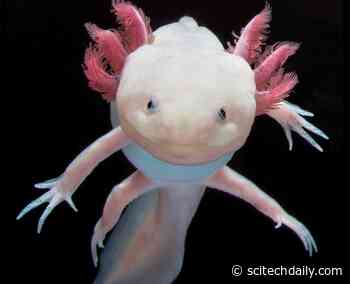 Breakthrough Understanding of Limb and Organ Regeneration – Closer to the Development of Regenerative Medicine Therapies