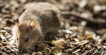 Ratten in Bonn: Die Rattenplage nimmt in vielen Stadtteilen zu - General-Anzeiger Bonn