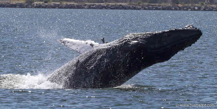 Lobster Diver Says He Was Trapped Inside Mouth of Humpback Whale, Lives to Tell the Crazy Story