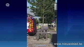 Hertje op wandel op het Eilandje