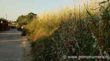 Termoli, erba alta davanti ai canali in zona Ultravolo: residenti chiedono sfalcio - Primonumero
