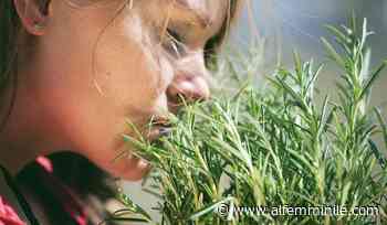 Infuso di rosmarino: un'erba aromatica molto preziosa - alfemminile.com