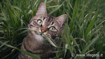 Fame d'erba in cani e gatti, quando preoccuparsi e cosa fare - LifeGate