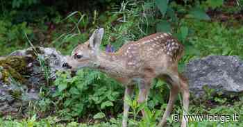 Piccoli di capriolo e cervo nascosti nell'erba: non toccarli, la madre potrebbe poi abbandonarli - l'Adige - Quotidiano indipendente del Trentino Alto Adige